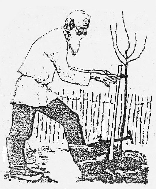 Old man planting an Apple tree